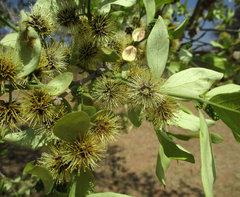 Combretum