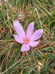 Colchicum autumnale