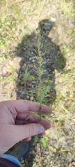Artemisia pontica