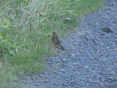 Emberiza citrinella