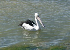 Pelecanus conspicillatus
