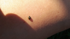 Propylea quatuordecimpunctata