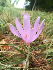 Colchicum autumnale