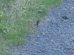 Emberiza citrinella