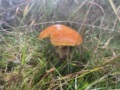 Suillus grevillei