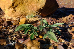Pelargonium undulatum