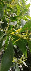 Acacia auriculiformis