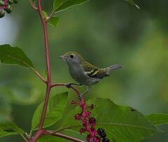 Setophaga pensylvanica
