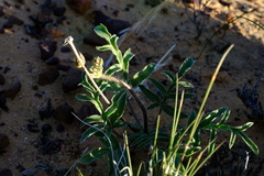 Pelargonium undulatum