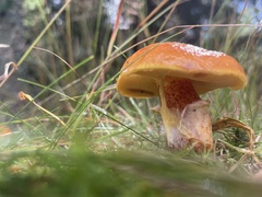 Suillus grevillei
