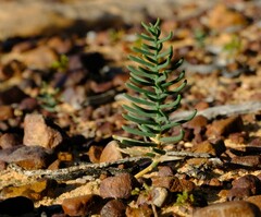 Eriospermum aphyllum