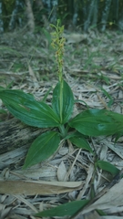 Malaxideae