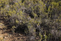 Amphithalea ericifolia