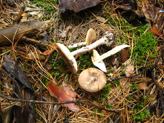 Amanita porphyria