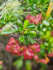 Dodonaea triangularis