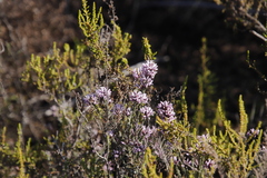 Amphithalea ericifolia