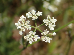 Torilis arvensis