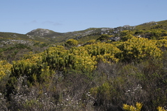 Leucadendron laureolum