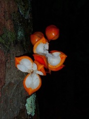 Dipterocarpaceae