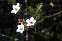 Adenandra