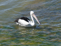 Pelecanus conspicillatus