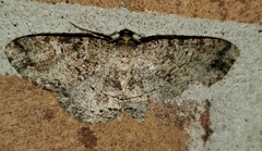 Melanolophia canadaria