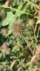 Dipsacus strigosus