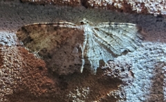 Melanolophia canadaria