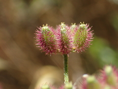Torilis arvensis