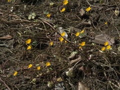 Nymphoides aurantiaca