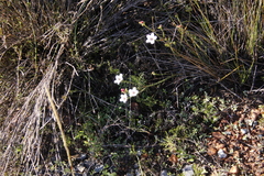 Adenandra