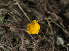 Nymphoides aurantiaca