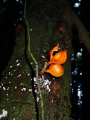 Dipterocarpaceae