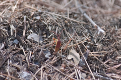 Gonocerus insidiator