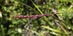 Elymus gmelinii