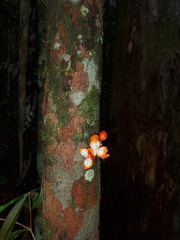 Dipterocarpaceae