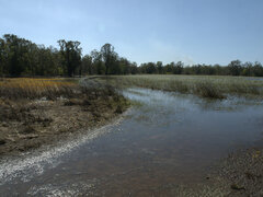 Nymphoides aurantiaca