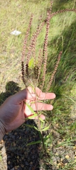 Veronica spuria
