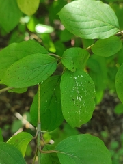 Sphaerulina cornicola