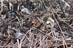 Gonocerus insidiator