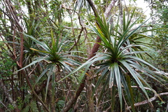 Pandanus montanus