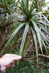 Pandanus montanus