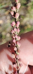 Veronica spuria