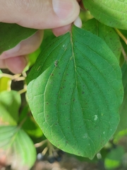 Sphaerulina cornicola