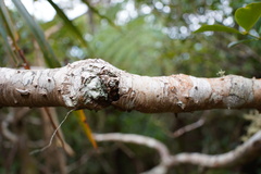 Pandanus montanus