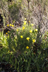 Euryops abrotanifolius