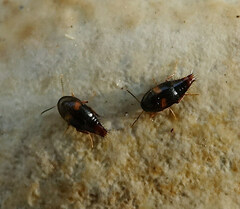 Sepedophilus bipustulatus