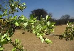 Combretum