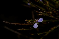 Comesperma scoparium