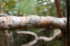 Pandanus montanus